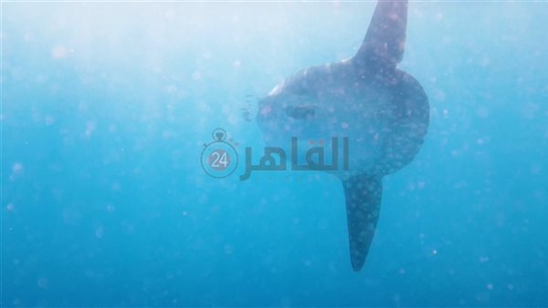 سمكة المولا مولا