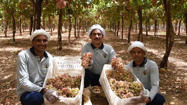  منطقة توشكى 