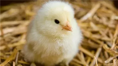 رئيس شعبة الثروة الداجنة: سعر الكتكوت وصل لـ 56 جنيها