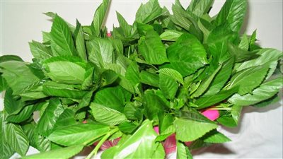 طريقة تخزين الملوخية بالكربونات.. مدة صلاحيتها 6 أشهر فقط