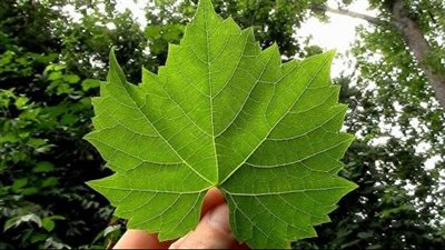 طريقة تخزين ورق العنب للشيف هالة.. احذري الورق المثقوب