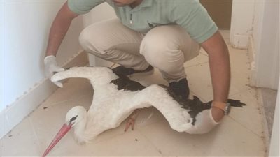 سائحة تسلم طائرا من فصيلة اللقلق عثرت عليه مصابا إلى جهاز محميات البحر الأحمر| صور