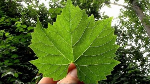 طريقة تخزين ورق العنب