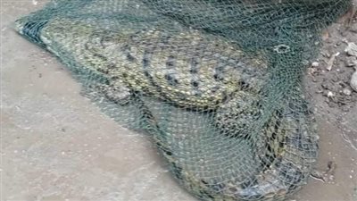 أنثى عمرها 30 يومًا.. صائد تمساح بحر حادوس يكشف تفاصيل الواقعة 