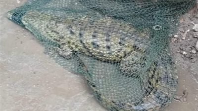 أنثى وعمرها 30 يومًا.. تفاصيل العثور على تمساح صغير ببحر حادوس| بث مباشر 