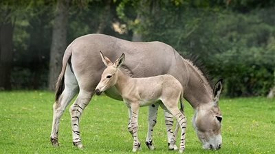 مهدد بالانقراض.. ولادة حمار إفريقي من أندر الثدييات على وجه الأرض في بريطانيا