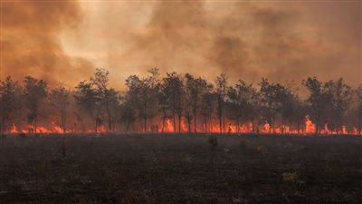 السلطات اليونانية تعلن إنقاذ 25 مهاجرا حاصرتهم النيران داخل غابات مشتعلة 