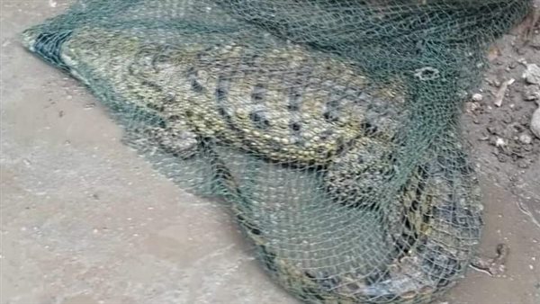 التمساح المعثور عليه