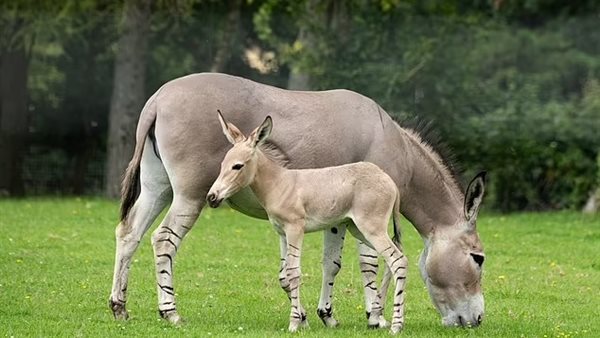 حمار بري إفريقي