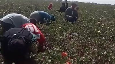 الفرحة تسيطر على المزارعين خلال جمع محصول القطن في الفيوم | بث مباشر