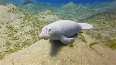 بعد فترة حمل 16 شهرًا.. ظهور نادر لرضيع عروس البحر قبالة سواحل مرسى علم| صور وفيديو