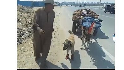 حذاء لكلب وغطاء رأس لحمار | بائع متجول ينقذ حيواناته من حرارة الشمس.. ورواد السوشيال ميديا: ربنا يرحمك