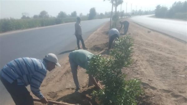 زراعة الأشجار بالمنيا