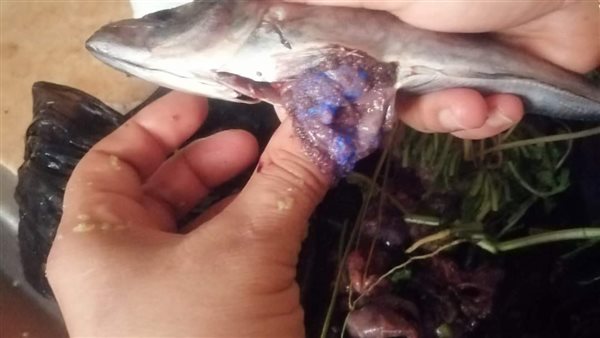 مادة زرقاء مضيئة