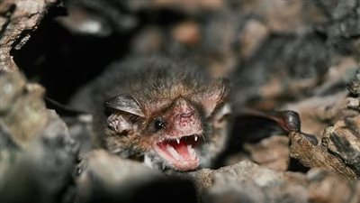 مرض مميت.. ولاية أمريكية تعثر على اثنين من الخفافيش المسعورة مصابة بداء الكلب