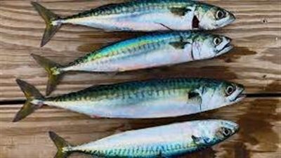 تؤدي لتلف الخلايا.. البيطريين تحذر من مادة خطيرة سامة داخل أسماك الماكريل | بث مباشر