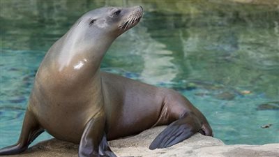 نفوق العشرات من أسود البحر بسبب إنفلونزا الطيور في الأرجنتين