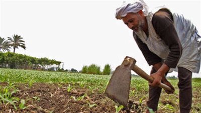 العمل: احتفالنا بعيد الفلاح تقديرًا لدوره التاريخي المهم في تحقيق الأمن الغذائي والتنمية الاقتصادية