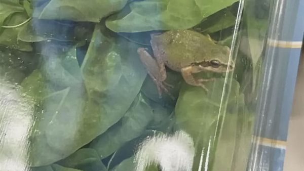 ضفدع في الطعام