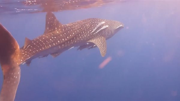 القرش الحوتى بهلول