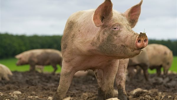 أنفلونزا الخنازير