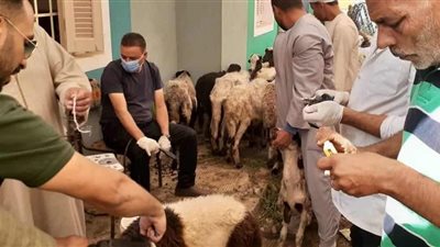 بيطري المنيا يسلم 121 رأس أغنام وماعز لـ38 مواطنا ضمن برنامج فرصة