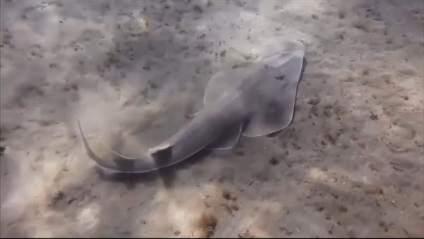 سمكة قرش الجيتار