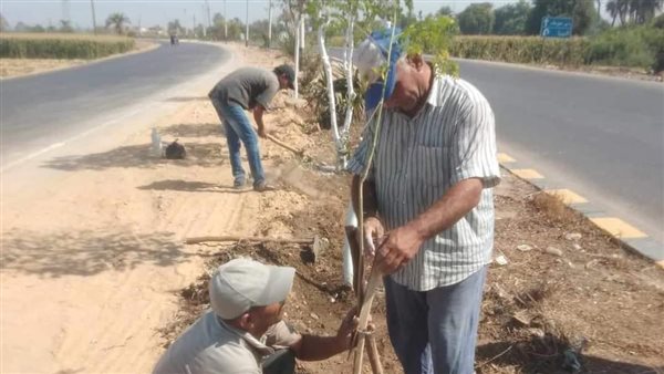 زراعة الأشجار بالمنيا