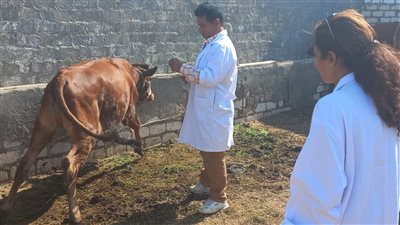 تحصين 239 ألف رأس ماشية ضد الحمى القلاعية والوادي المتصدع بالفيوم