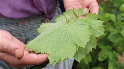 ماذا يوضع في ماء سلق ورق العنب؟.. الشيف نجلاء تجيب