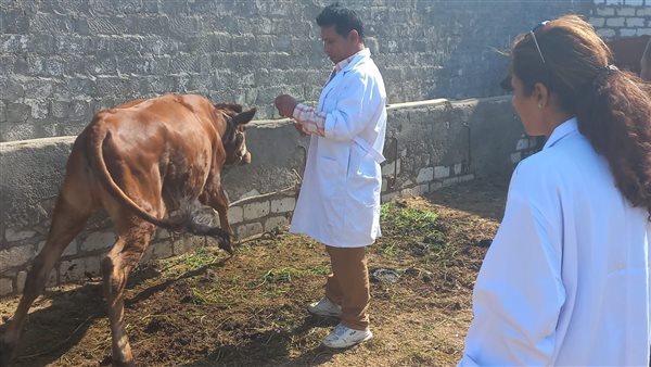 الطب البيطري بالمنيا