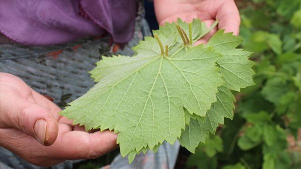 ماء سلق ورق العنب