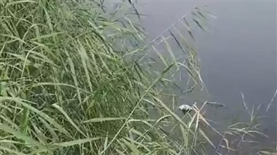 العثور على جثة مسنة بمجرى مائي بالمنيا