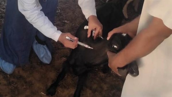 الحملة القومية للتحصين