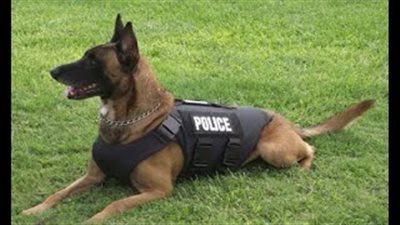 علماء يعتمدون على سيقان بشرية مبتورة لتدريب الكلاب البوليسية على التمييز بين جثث الإنسان والحيوان