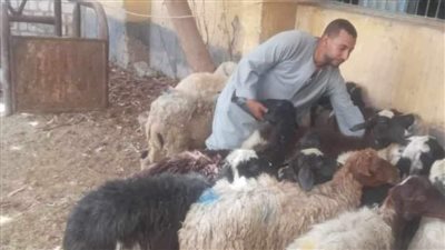 مبادرة فرصة.. تضامن المنيا تسلم 207 رؤوس أغنام لـ 69 أسرة بمركز مطاي 