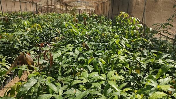 مشتل معهد البساتين