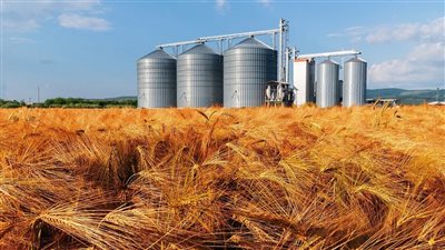 الحكومة تكشف حقيقة عجز منظومة توريد القمح المحلي بالموسم الحالي عن تحقيق مستهدفاتها