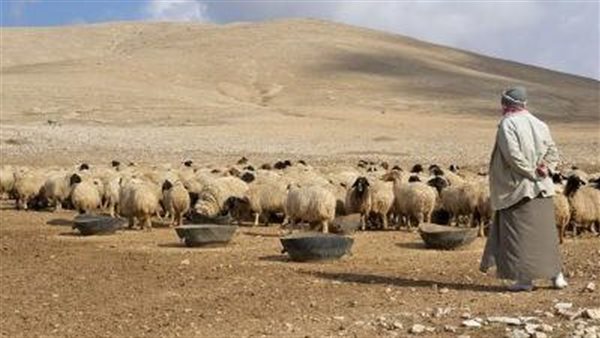 راعي أغنام - تعبيرية