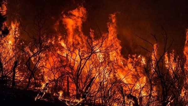 حريق الغابات - تعبيرية