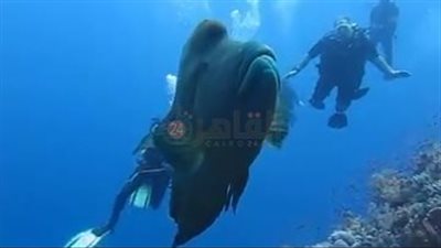 وزنها 200 كيلو وقادرة على تغيير جنسها.. السمكة نابليون تظهر للغواصين في شواطئ مدينة مرسى علم| صور وفيديو