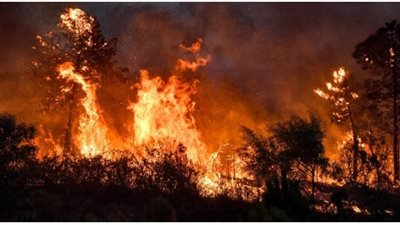 السلطات الجزائرية: إخماد 41 حريقا من أصل 59 في 11 ولاية خلال الـ 24 ساعة الماضية