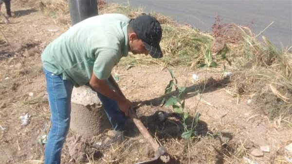 زراعة الأشجار بالمنيا