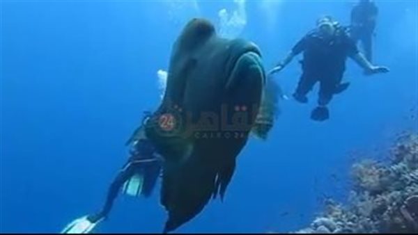 ظهور سمكة نايلون