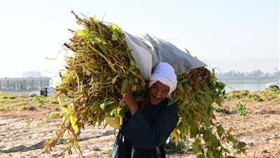 ضمن مشروع استصلاح ألف فدان.. بدء حصاد محصول فول الصويا في قنا | صور