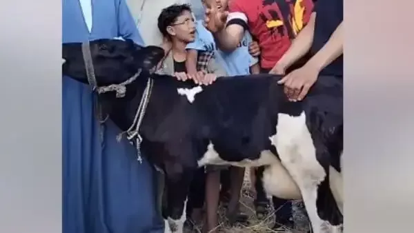 البقرة المعجزة