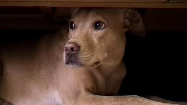 كلب- أرشيفية 