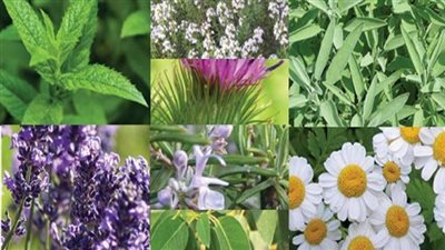 انطلاق فعاليات المهرجان الثاني للنباتات الطبية والعطرية بالفيوم