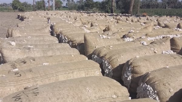 محصول القطن