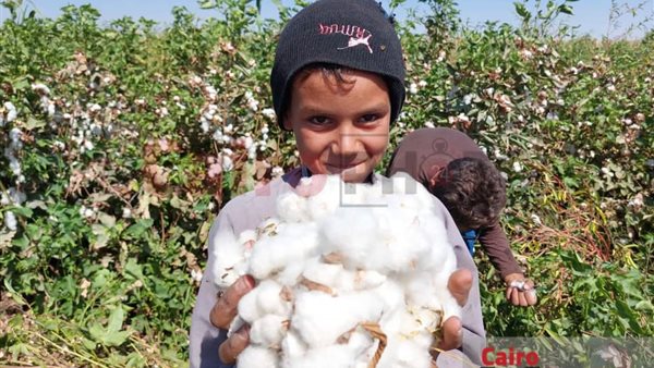 جني القطن بسوهاج